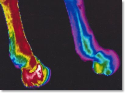 Equine lameness specialist, including digital thermal imaging (thermography), digital radiography, extracorporeal shock wave therapy, arthroscopic and laser surgery, ultrasound, endoscopy, equine denistry and much more.  Located in Albion, Idaho