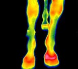 equine navicular disease