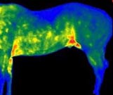 horse thermography